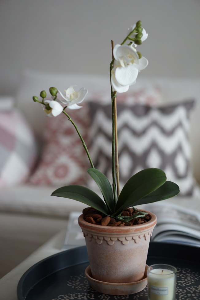 Orkide från Mr Plant
